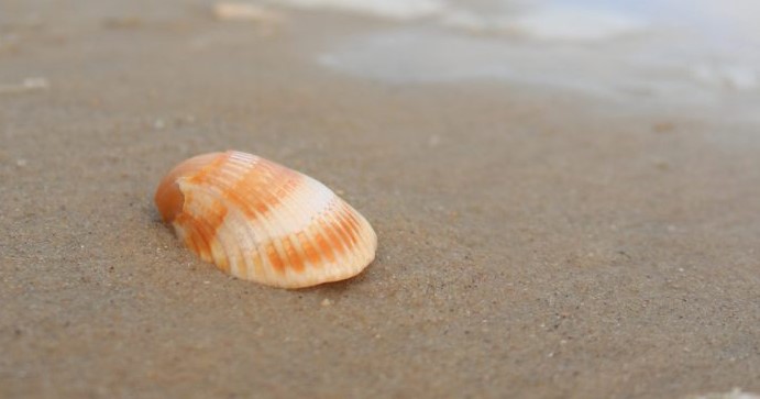 Scallop shell on beach sand by the waters edge
